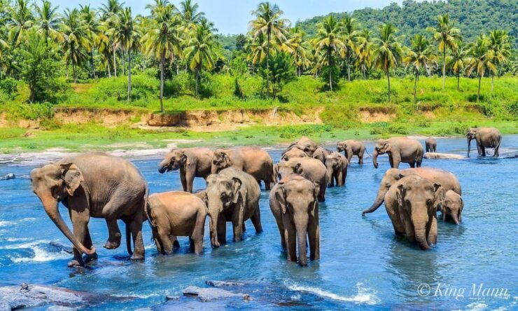 From Kandy To Pinnawala Private Day Tour - Good To Know