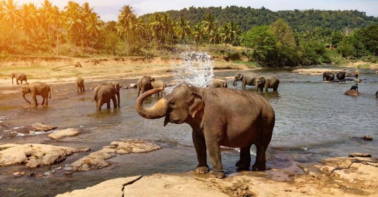From Kandy To Pinnawala Private Day Tour - Pinnawala Elephant Orphanage