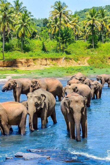 From Kandy To Pinnawala Private Day Tour - Inclusions and Exclusions