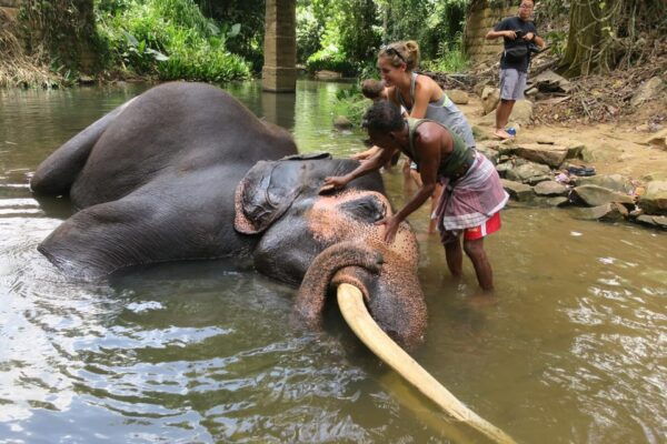From Kandy To Pinnawala Private Day Tour - Travel Tips