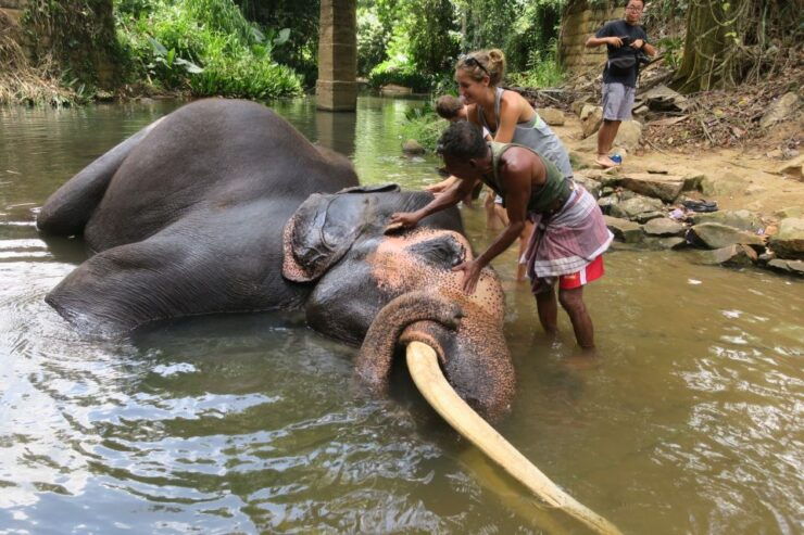 From Kandy To Pinnawala Tour By Tuk Tuk Pinnawala Sri Lanka - Pinnawala Elephant Orphanage