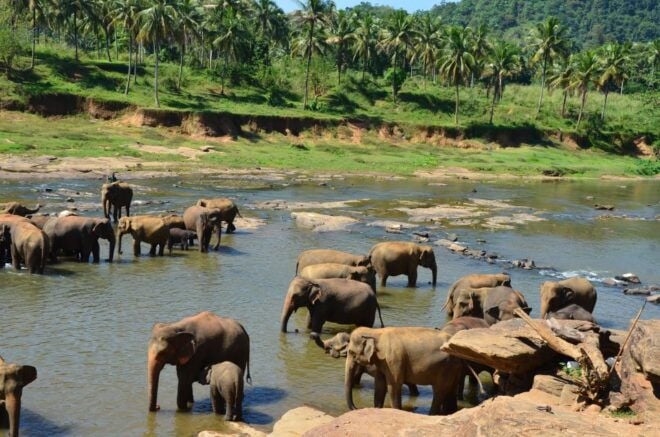 From Kandy To Pinnawala Tour By Tuk Tuk Pinnawala Sri Lanka - Temple of the Sacred Tooth Relic
