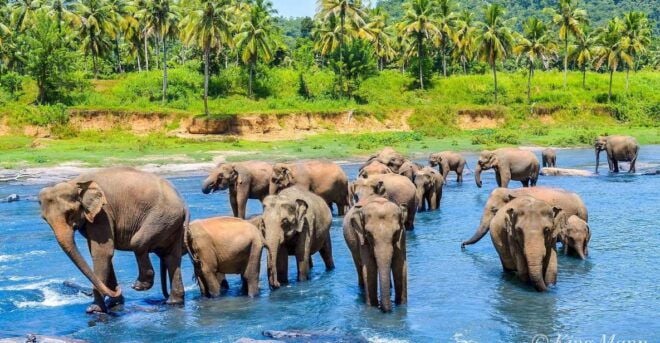 From Kandy To Pinnawala Tour By Tuk Tuk Pinnawala Sri Lanka - Customer Reviews