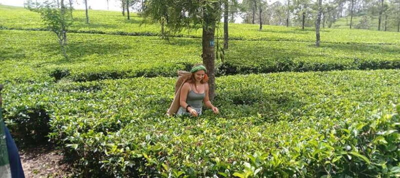 From Kandy to Sigiriya, Pinnawala Day Return Tour By Car - Journey Overview: From Kandy to Sigiriya and Pinnawala