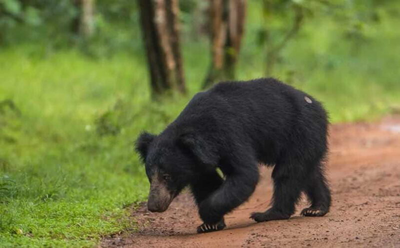 From Kandy: Wilpattu National Park Safari with Hotel Pickup - FAQ