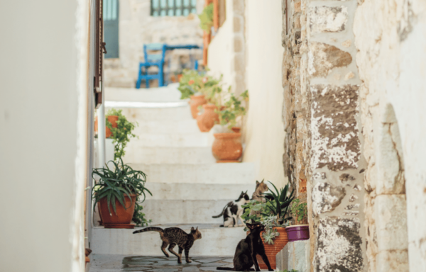 From Kardamena: Nisyros Ferry Tickets & Volcano Bus Transfer - Customer Feedback and Ratings