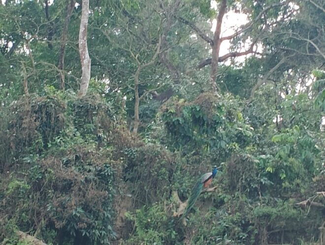 From Kathmaandu: 3 Day 2 Night Chitwan National Park Tour - Day 3: Return Journey