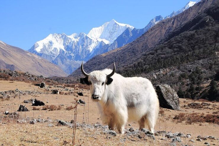 From Kathmandu: 10-Day Langtang Valley Guided Trek - Trekking in the Langtang Valley