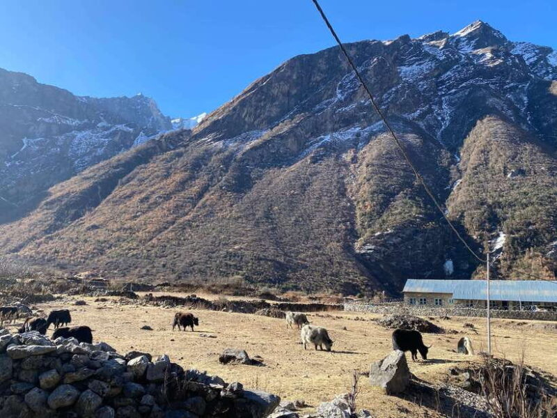 From Kathmandu: 10-Day Langtang Valley Trek - An Overview of the Trek Experience