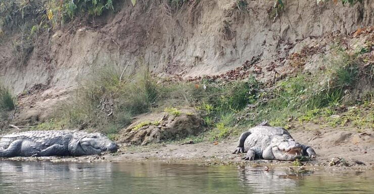 From Kathmandu: 2 Day Chitwan Wildlife Tour Transfer by Car - Key Points