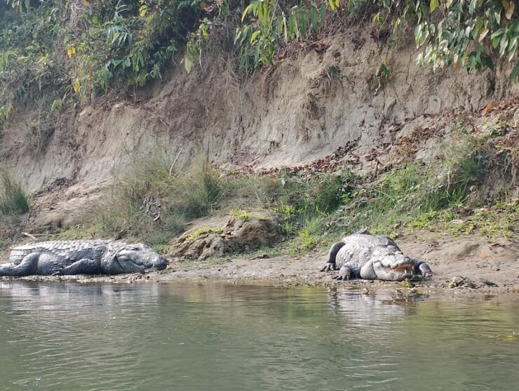 From Kathmandu: 2 Day Chitwan Wildlife Tour Transfer by Car - Detailed Itinerary