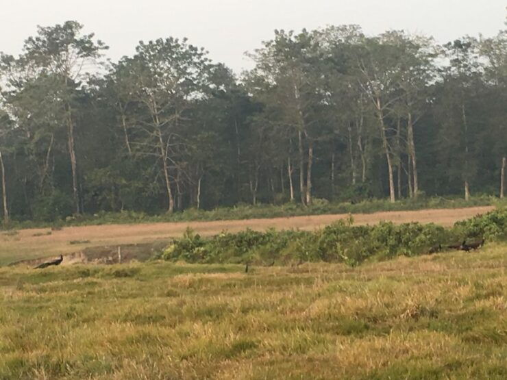 From Kathmandu: 2 Night 3 Days Chitwan Wildlife Jungle Tour - Tour Overview