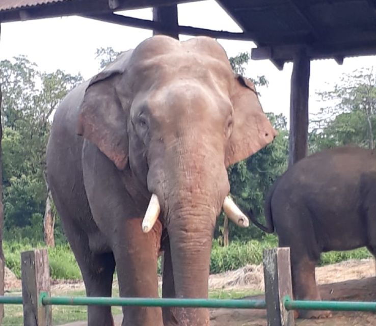 From Kathmandu: 2 Nights 3 Days Complete Chitwan Package - Activity Details and Booking Information