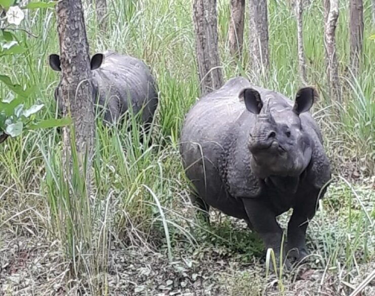 From Kathmandu: 2 Nights 3 Days Complete Chitwan Package - Experience and Highlights