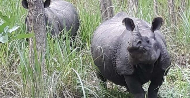 From Kathmandu: 2 Nights 3 Days Complete Chitwan Package - Chitwan National Park