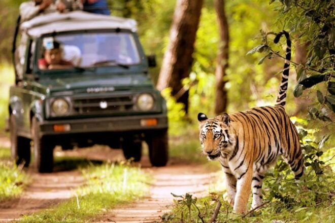From Kathmandu: 3-Day Chitwan National Park Tour - Tour Guide and Language Options
