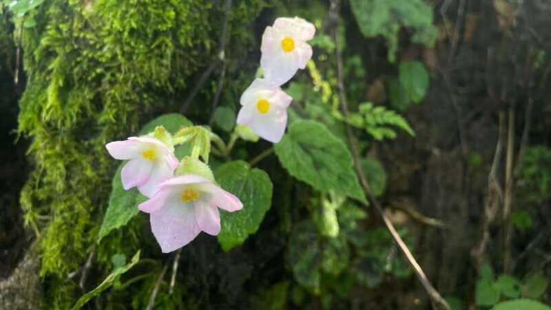 From Kathmandu: 3-Day Lumbini Trip - Day 2: In-Depth Exploration of Lumbini
