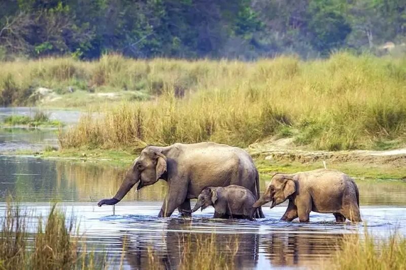 From Kathmandu: 3-Day Wildlife Safari Adventure Tour - The useful points at a glance