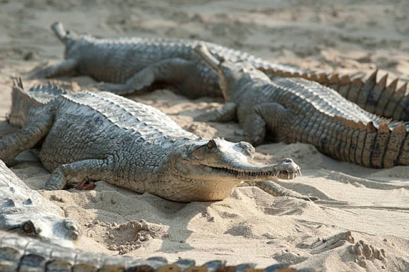 From Kathmandu: 3-Day Wildlife Safari Adventure Tour - Tharu culture beyond the park