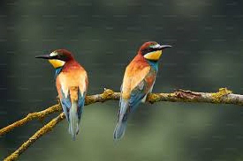 From Kathmandu: 3-Day Wildlife Safari Adventure Tour - Two nights, full board, and simple comforts