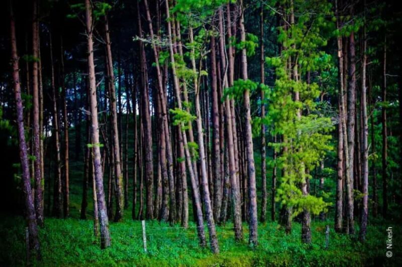 From Kathmandu: 3D/2N Luxury Chisapani Nagarkot Trek - The Sum Up