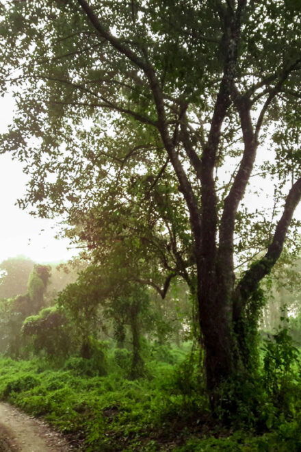 From Kathmandu: 4-Day Chitwan National Park Safari - Included Services
