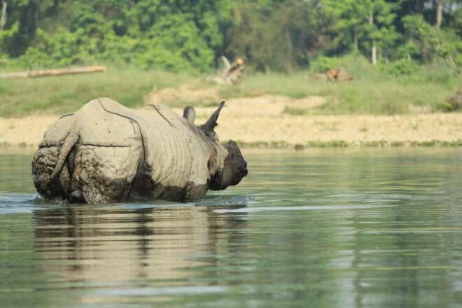 From Kathmandu: 4-Day Chitwan National Park Safari - Important Information