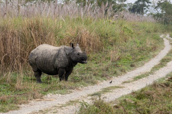 From Kathmandu: 4-Day Chitwan National Park Safari - Travel Considerations
