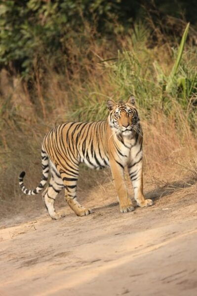 From Kathmandu: 4-Day Chitwan National Park Safari - Wildlife Spotting Tips