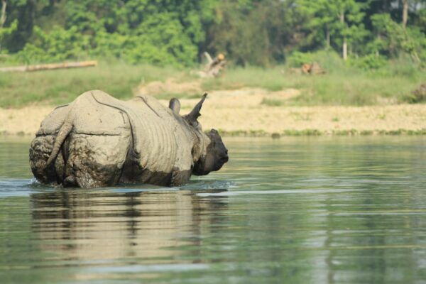 From Kathmandu: 4-Day Chitwan National Park Safari - Break Down