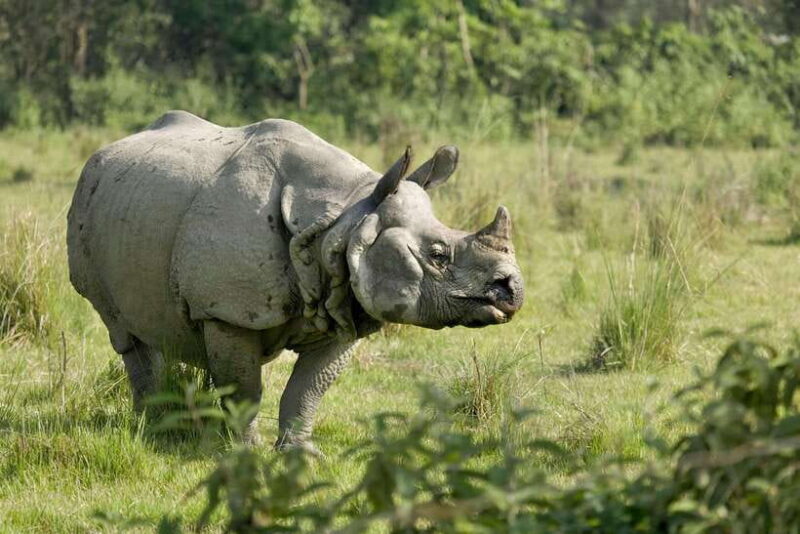 From Kathmandu: 4-Day Chitwan National Park Tour - An Inside Look at the 4-Day Chitwan Tour