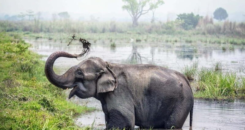 From Kathmandu: 4-Day Chitwan National Park Tour - What Travelers Can Expect