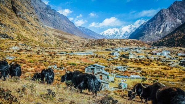 From Kathmandu: 5 Days Langtang Valley Nature Explore Trek - Break Down