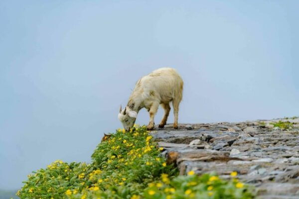 From Kathmandu: 5 Days Panchpokhari Trek - Important Information