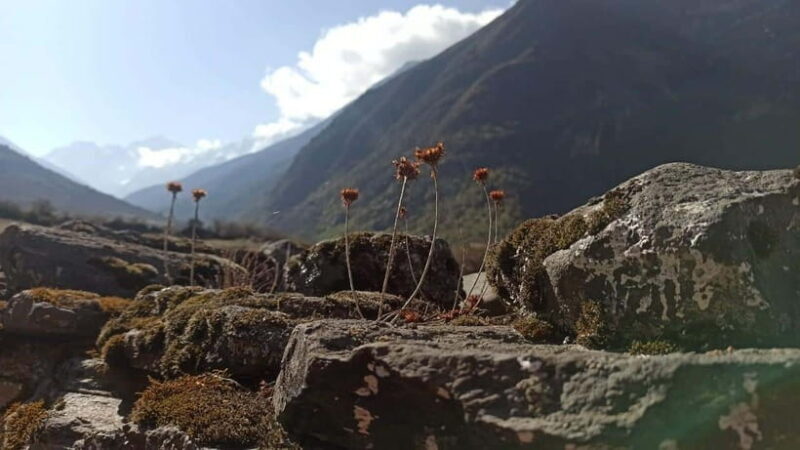 From Kathmandu: 7-Day Langtang Valley Trek - Good To Know