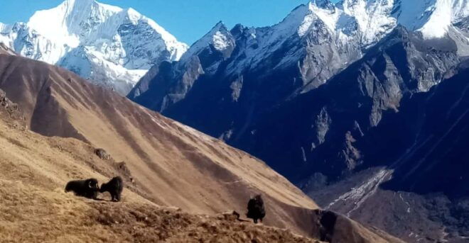 From Kathmandu: 7-Day Langtang Valley Trek - Cultural Engagement