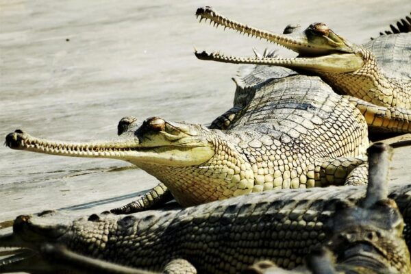 From Kathmandu: 8-Day Nepal Tour With Pokhara and Chitwan - Break Down
