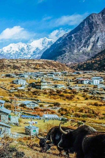 From Kathmandu: 9 Day Langtang Trek - Inclusions and Services