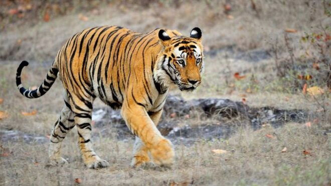 From Kathmandu: Guided 3-Days Bardia National Park Tour - Day 2 - Safari Activities in Bardia National Park