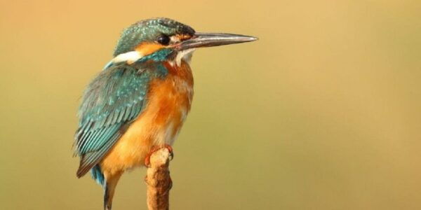 From Kathmandu: Guided 3-Days Bardia National Park Tour - Transportation and Accommodation