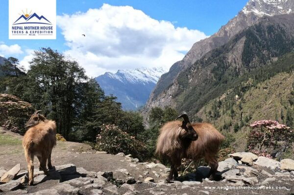 From Kathmandu: Manaslu Circuit Tea House Trek 11 Days - Trekking Tips