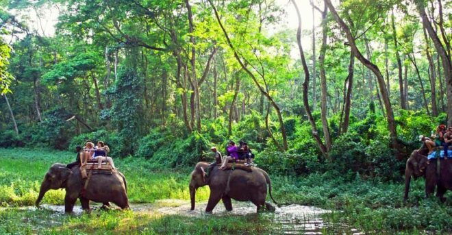 From Kathmandu or Pokhara: 1 N 2D Day Chitwan Wildlife Tour - What to Bring and Tips