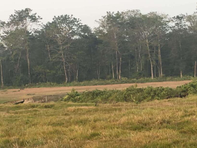 From Kathmandu or Pokhara 3 day Chitwan Tour with Rafting - FAQ