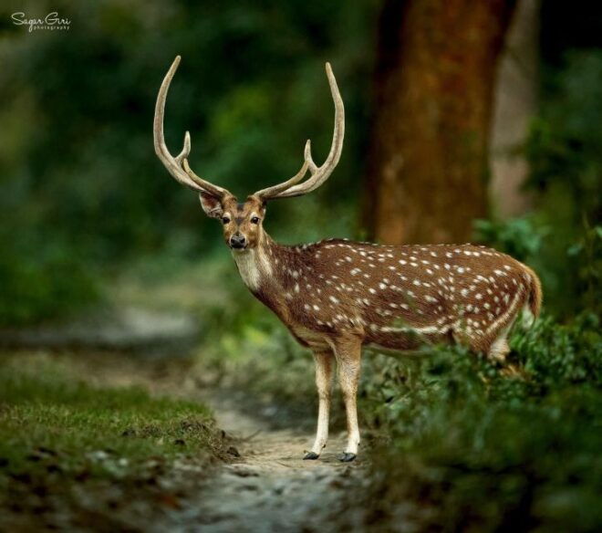 From Kathmandu or Pokhara: 3 Nights Chitwan Jungle Safari - Transportation and Accommodation Options