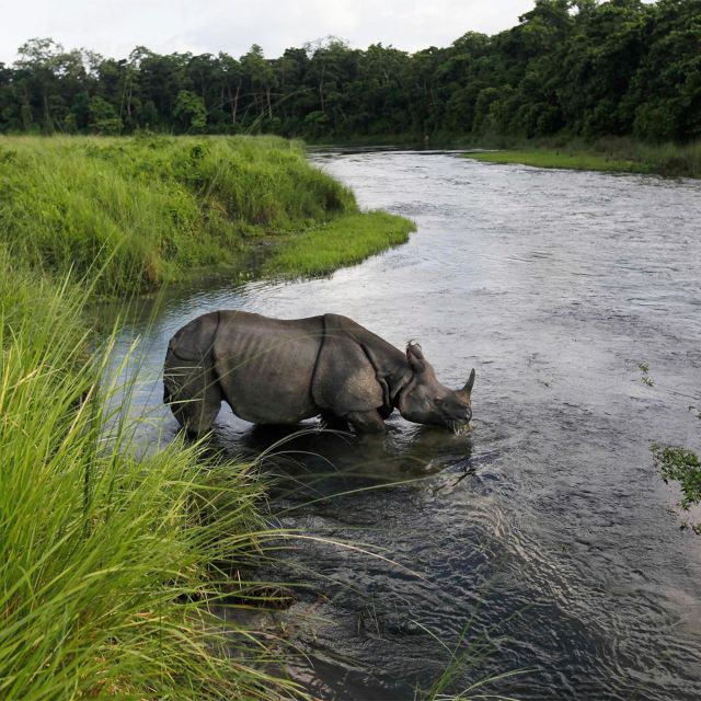 From Kathmandu or Pokhara: 3 Nights Chitwan Jungle Safari - Booking and Duration