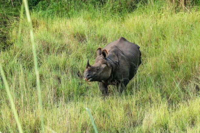 From Kathmandu or Pokhara: 3 Nights Chitwan Jungle Safari - Chitwan National Park Exploration