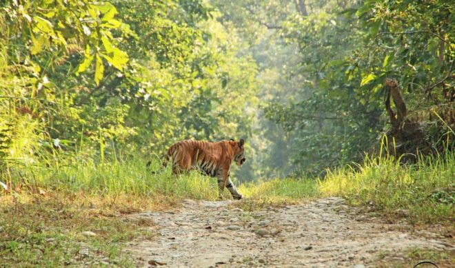 From Kathmandu or Pokhara: 3 Nights Chitwan Jungle Safari - Full Description of the Tour
