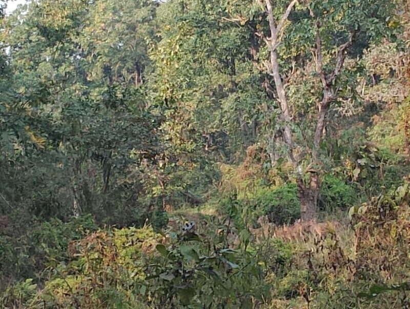 From Kathmandu or Pokhara: 4-Day Chitwan National Park Tour - Practical Details and Value