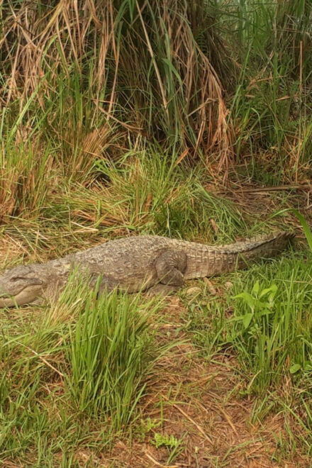 From Kathmandu or Pokhara: 4-Day Chitwan National Park Tour - Itinerary Breakdown