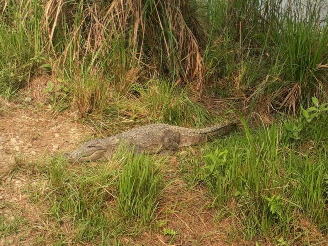 From Kathmandu or Pokhara: 4-Day Chitwan National Park Tour - Inclusions and Exclusions